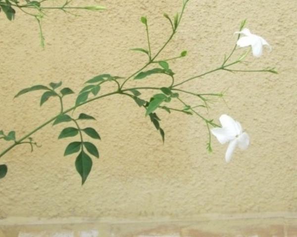 chameli.JPG