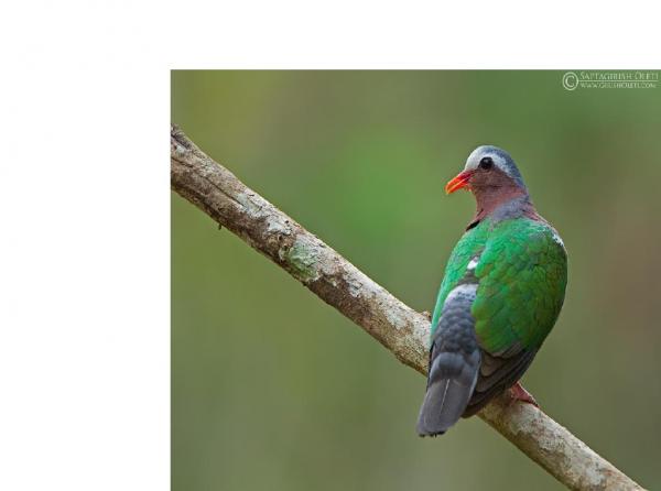 emrand dove1.JPG