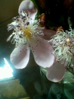 flower1.JPG