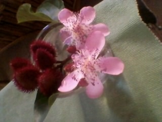 flower3.JPG