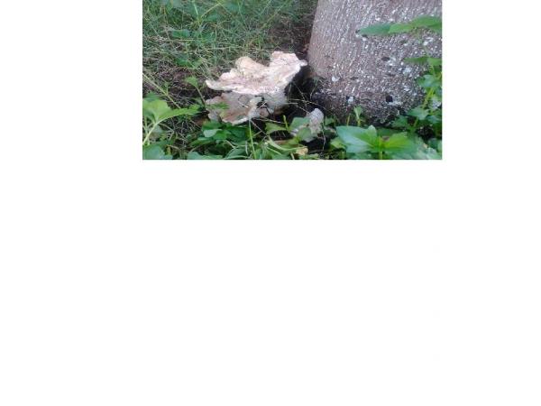 mashroom21.JPG