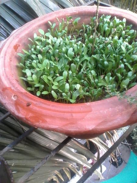 methi.jpg