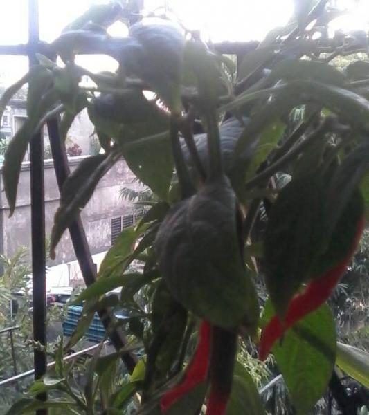 mirchi_0.jpg