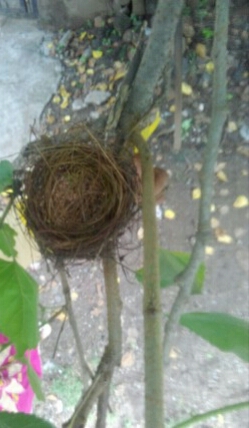 nest.jpg