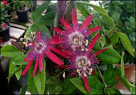 red passinflower.jpg