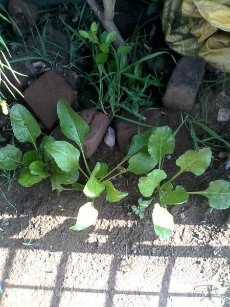 spinach.jpg