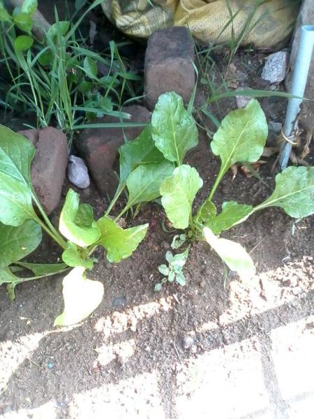 spinach1.jpg