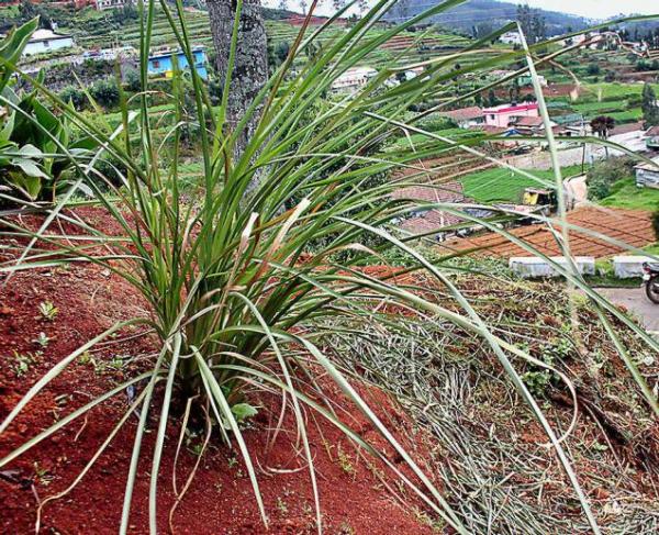 Vetiver Grass.jpg