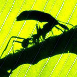leafcutter-ants-160.jpg