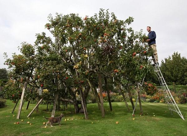 250 apples on 1 tree.jpg