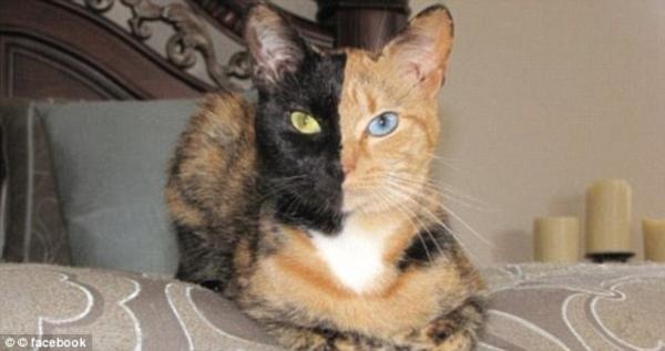 Chimera Cat Venus.jpg