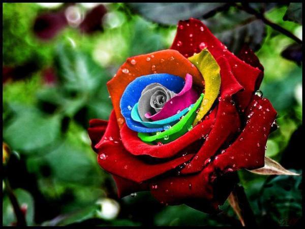 Multi colour Rose.jpg