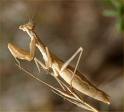 mantis.jpg