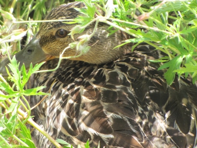 IMG_5197 (400x300).jpg