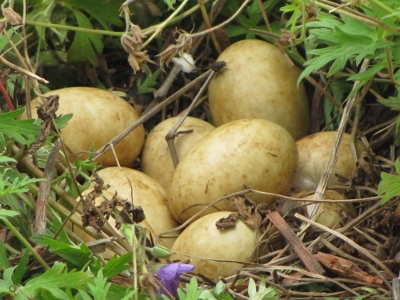 IMG_5228 (400x300).jpg