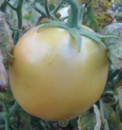 tomato.jpg