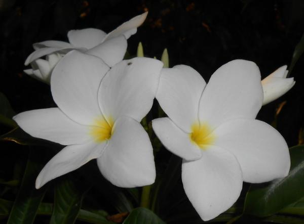 DSCN3217.jpg