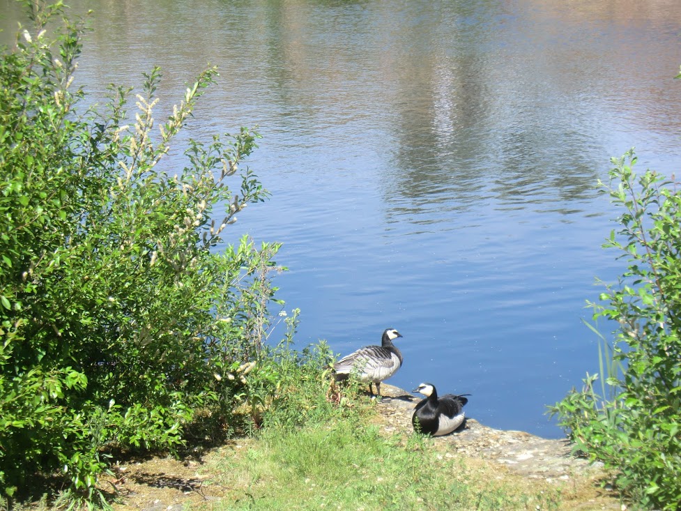 Pond & Duck.JPG