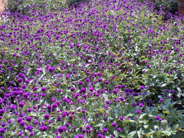 DSC0000131.jpg