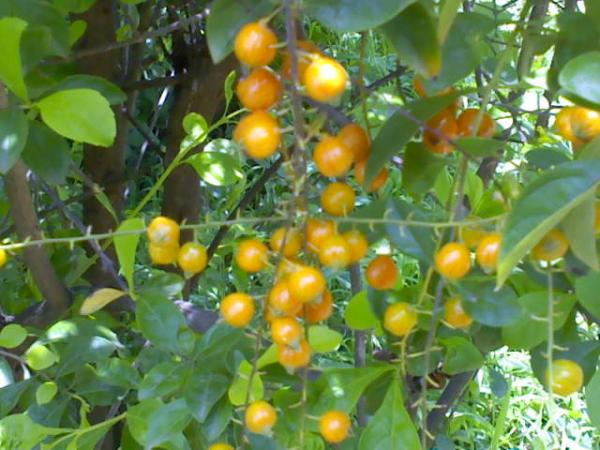 DSC0000159.jpg