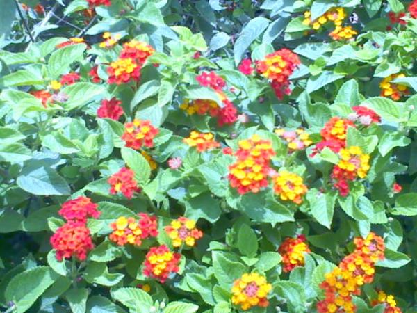 DSC0000163.jpg