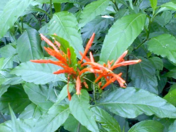 DSC0000179.jpg