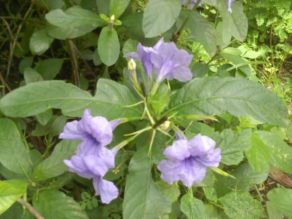 DSC0000210.jpg