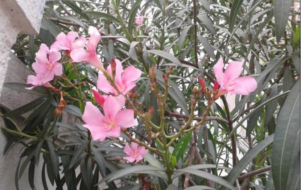 flower2.JPG