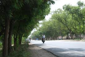 atree3.jpg