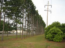 atree5.jpg