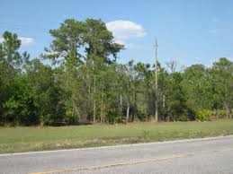 atree6.jpg