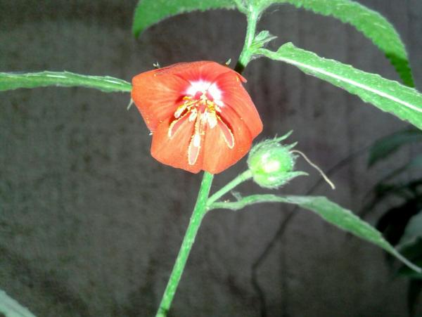 IMG-20141230-WA0020.jpg