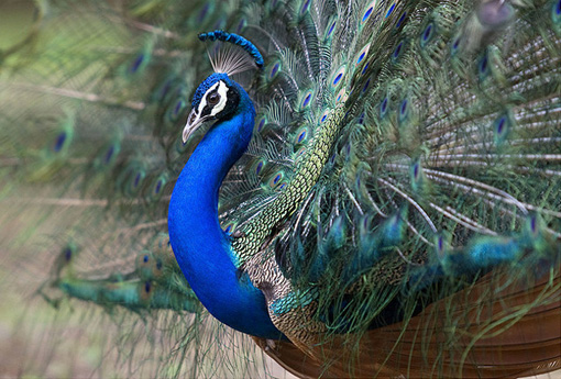 colorful-and-beautiful-pictures-of-peacock-2.jpg
