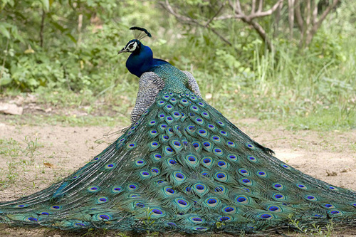 colorful-and-beautiful-pictures-of-peacock-3.jpg