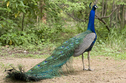 colorful-and-beautiful-pictures-of-peacock-5.jpg
