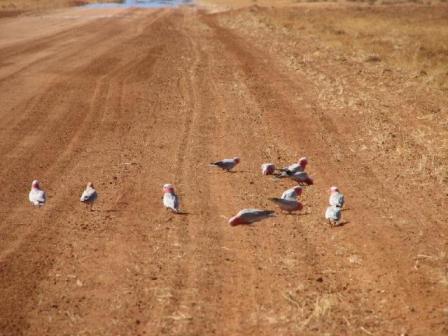 AustrliaBirds_Galah_flock.jpg