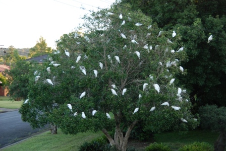 AustrliaBirds_White Cockatoo on tree.JPG