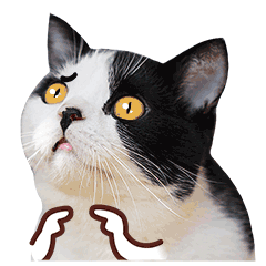 cat.gif