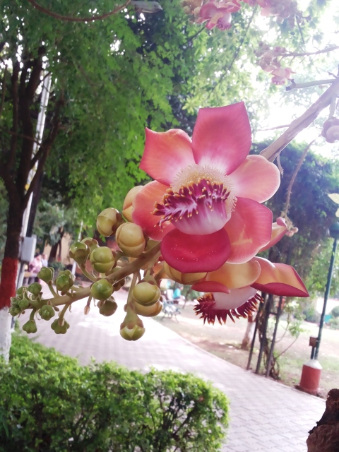 Flower1_0.jpg