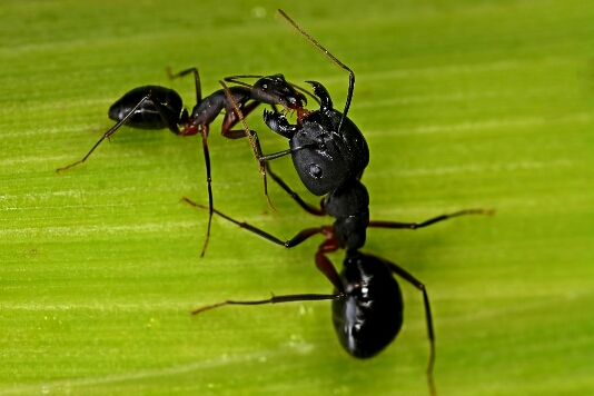 Ants Aashu.jpg