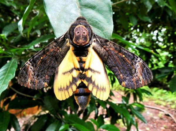 Death's Head Hawk Moth.jpeg