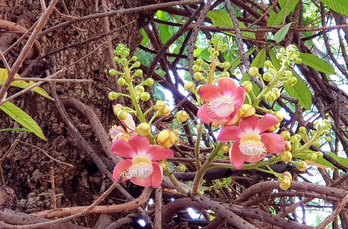 IMG-20190731-WA0100.jpg