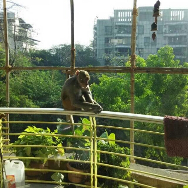 Monkey At Home.jpg