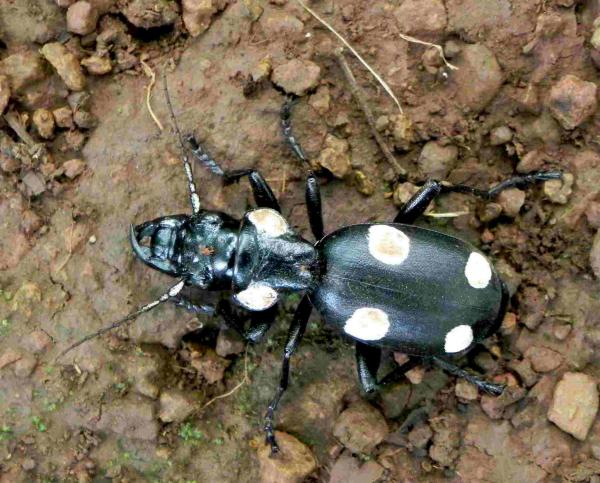 Six Spotted Tiger Beetle.jpg
