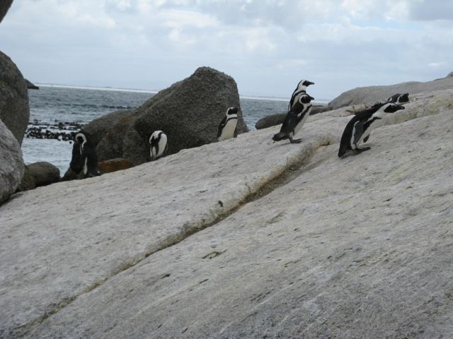 penguine 3.jpg
