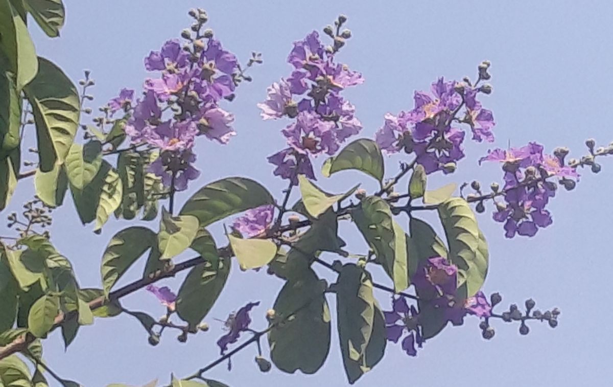 तामन Pride of India Lagerstroemia0430_144627.jpg