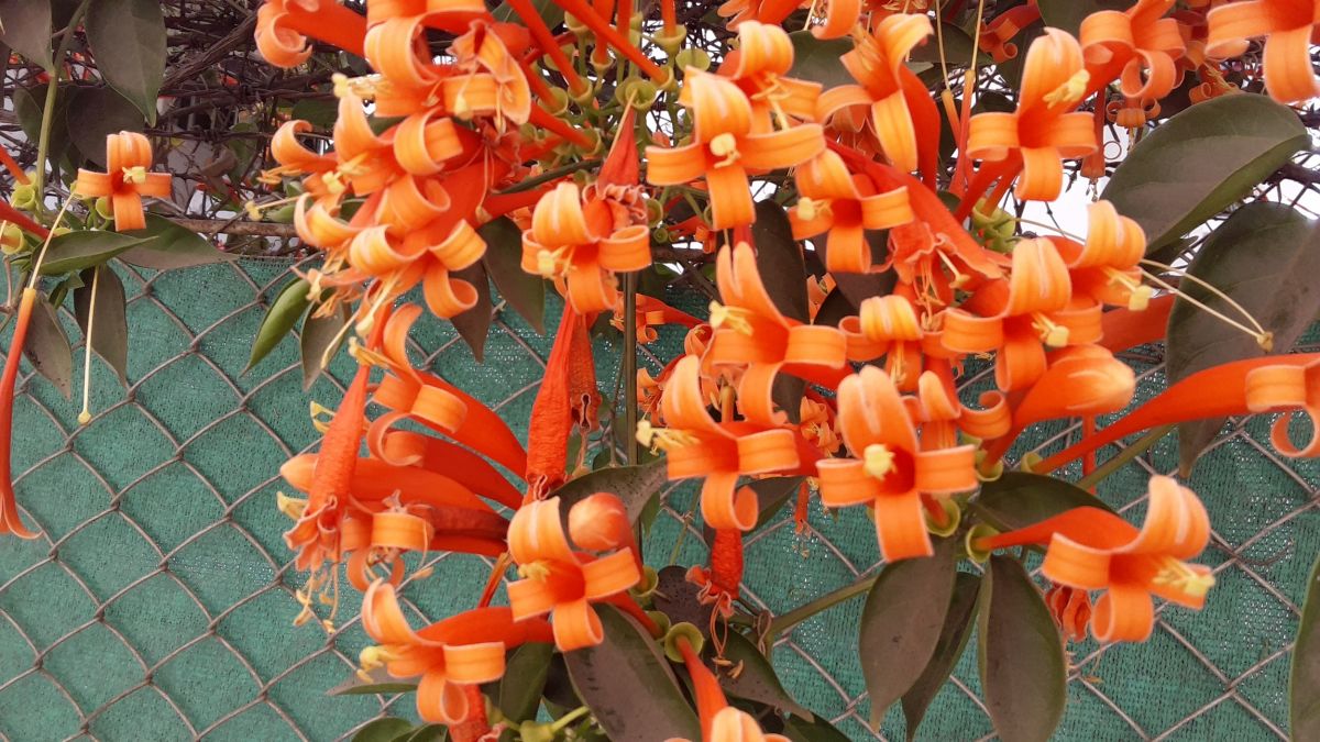 Flame vine Flaming trumpet01 2019030113448.jpg