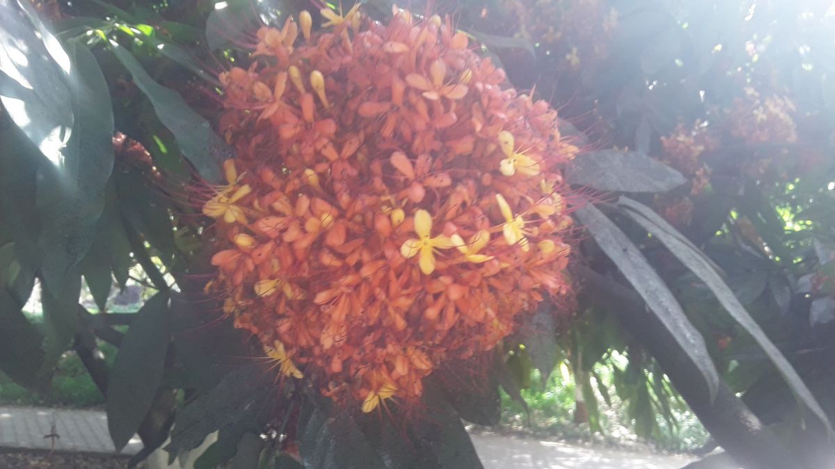 SitaAshokScarlet Flame Bean Lal Zumber Brownea coccinea 59.jpg