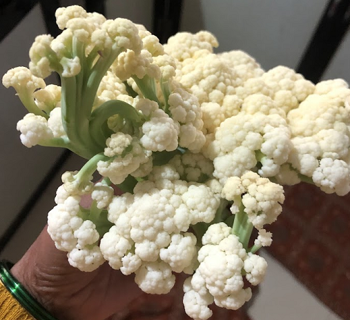 flower.png