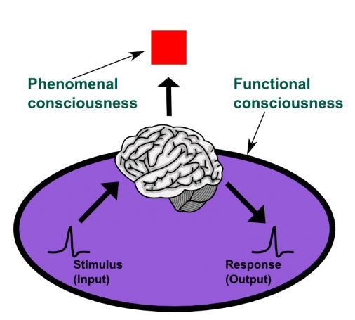 consciousness_phenomenal-functional_en-506x455.png